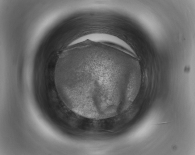 X0000096190383200802011412