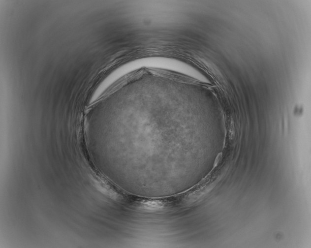 X0000096190409200802011411