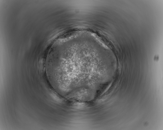 X0000096190428200802011411