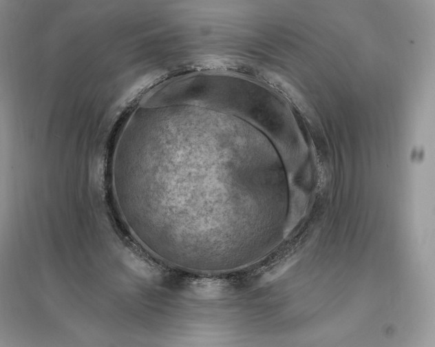 X0000096190444200802011410