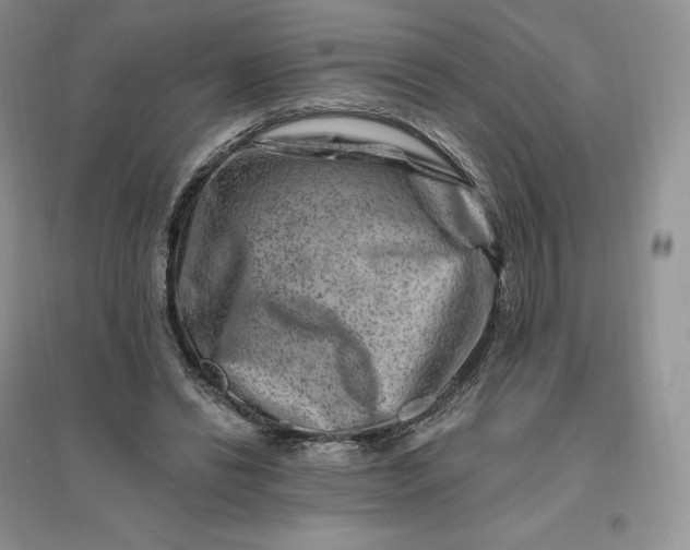 X0000096190446200802011411