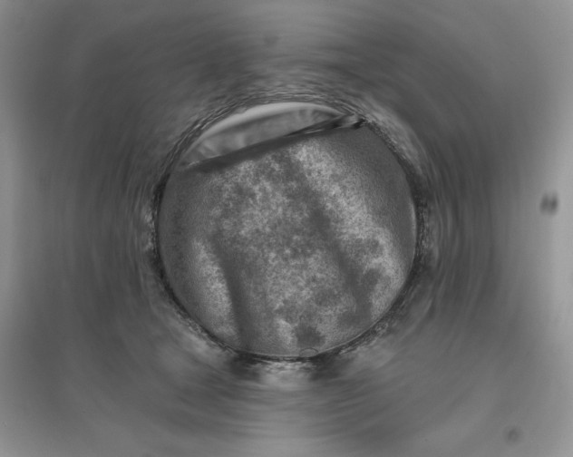 X0000096190465200802011411