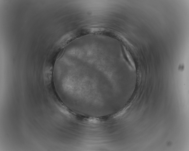 X0000096190475200802011411