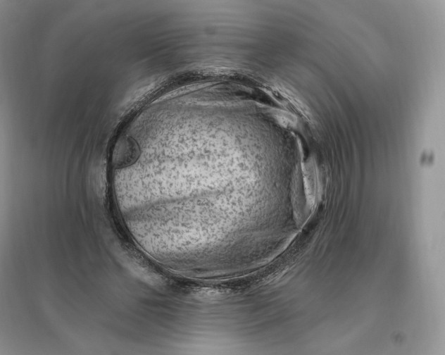 X0000096190494200802011410