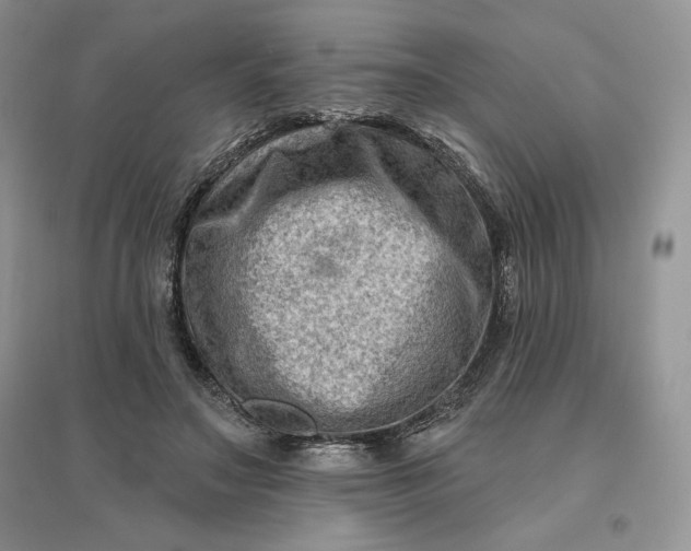 X0000096190499200802011410