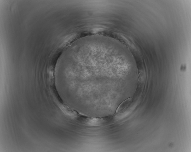 X0000096190527200802011410