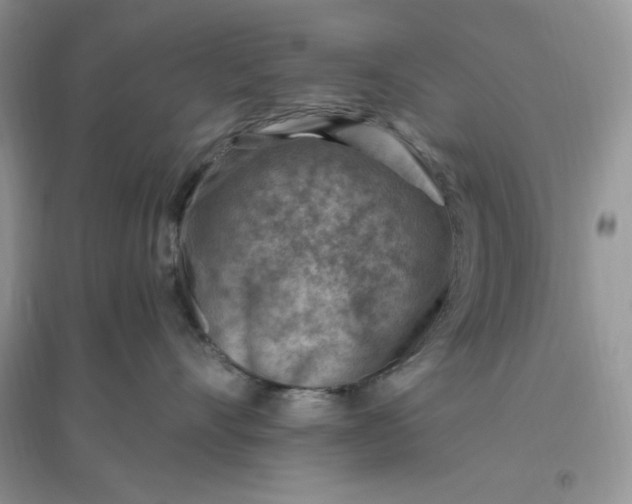 X0000096190528200802011410