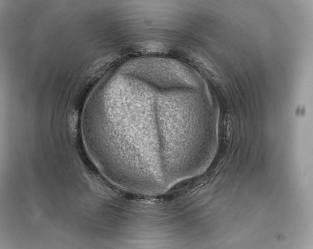 X0000096190550200802011409