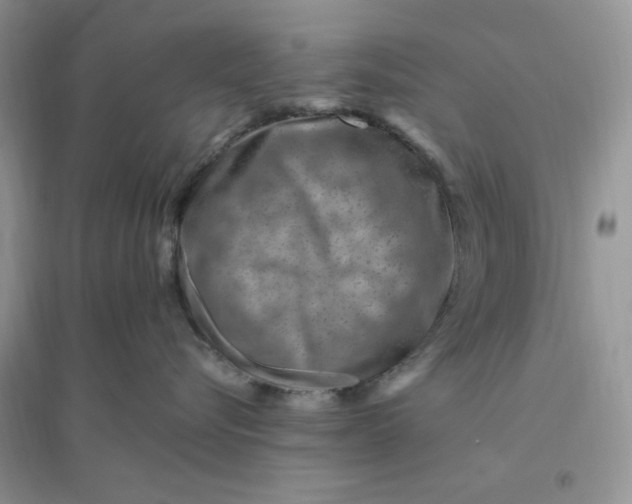 X0000096190576200802011410