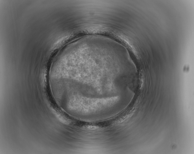 X0000096190590200802011409