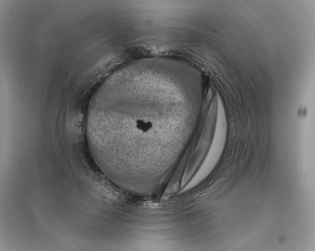 X0000096190650200802011408