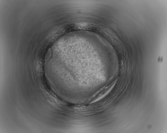 X0000096190653200802011408