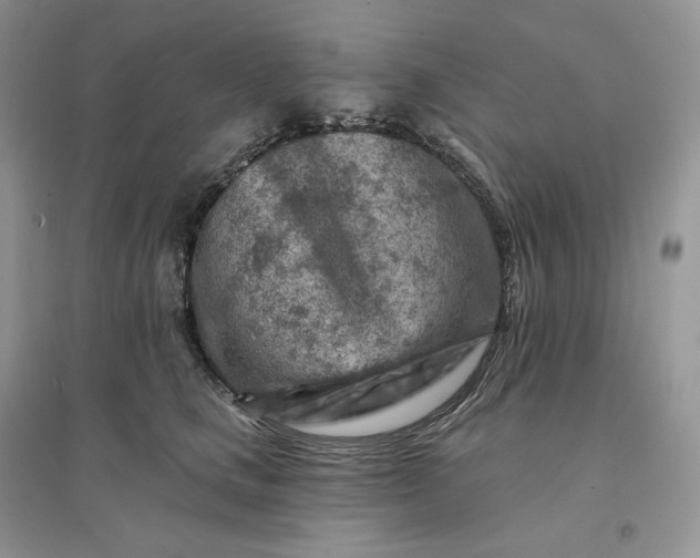 X0000096190661200802011408