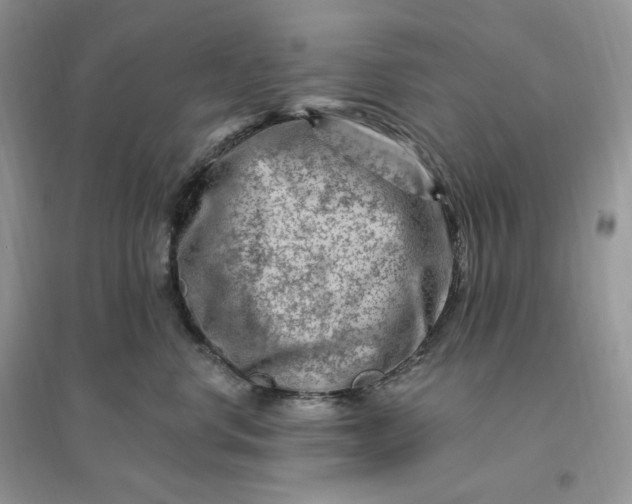 X0000096190668200802011408