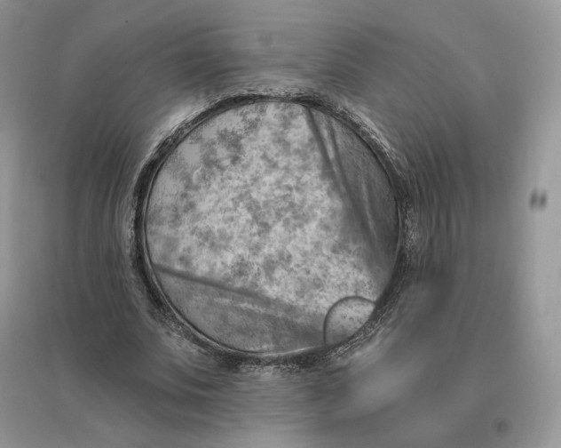 X0000096190679200802011407