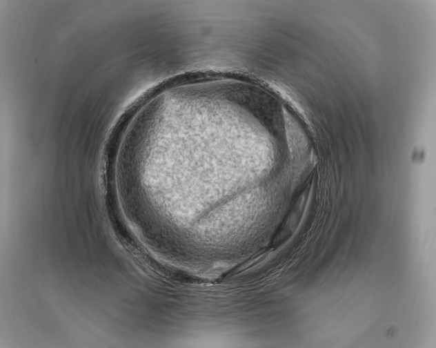 X0000096190680200802011407