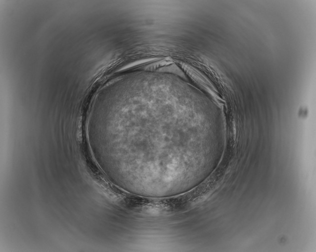 X0000096190696200802011407