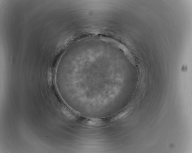 X0000096190720200802011407