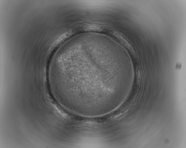 X0000096190729200802011406