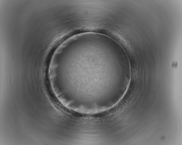 X0000096190736200802011406