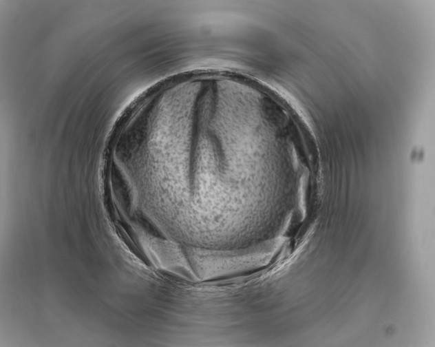 X0000096190783200802011406