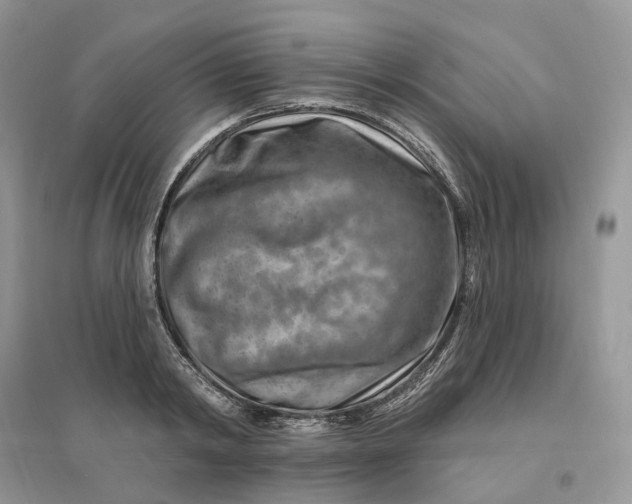 X0000096190798200802011406