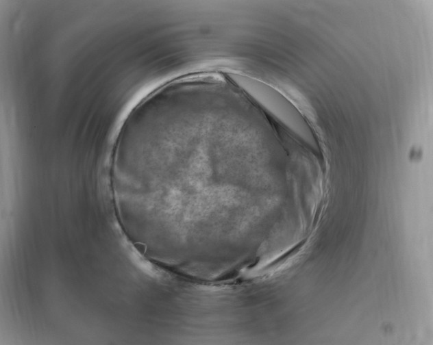 X0000096190816200802011405