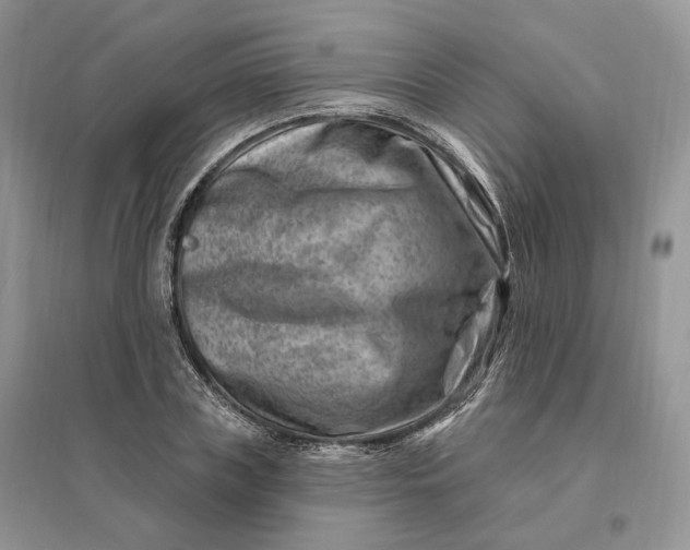 X0000096190835200802011405