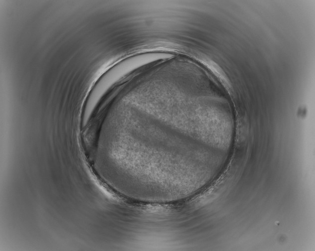 X0000096190850200802011405