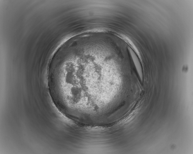 X0000096190851200802011405