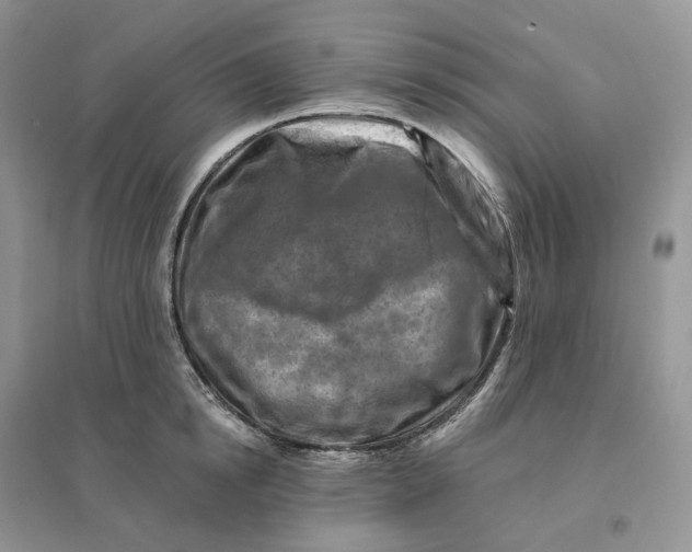 X0000096190854200802011405