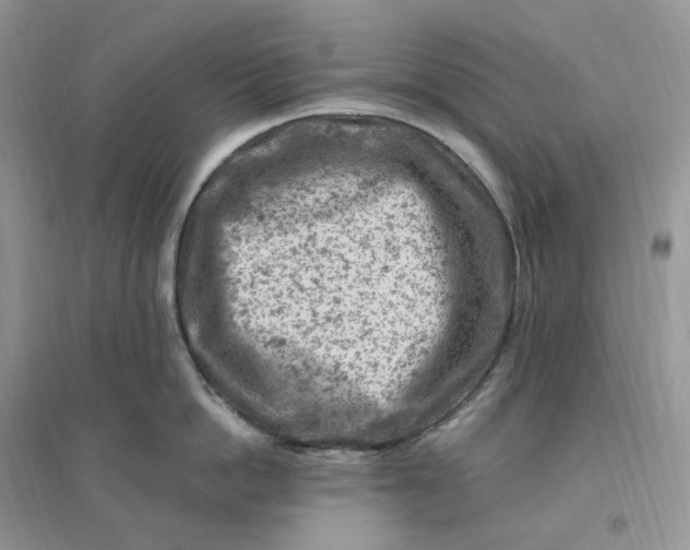 X0000096190862200802011405