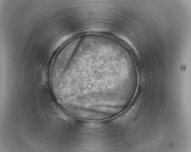 X0000096190874200802011405