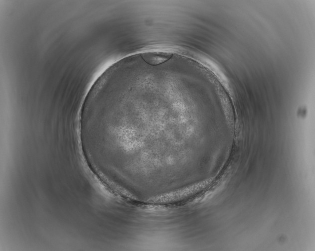 X0000096190907200802011404