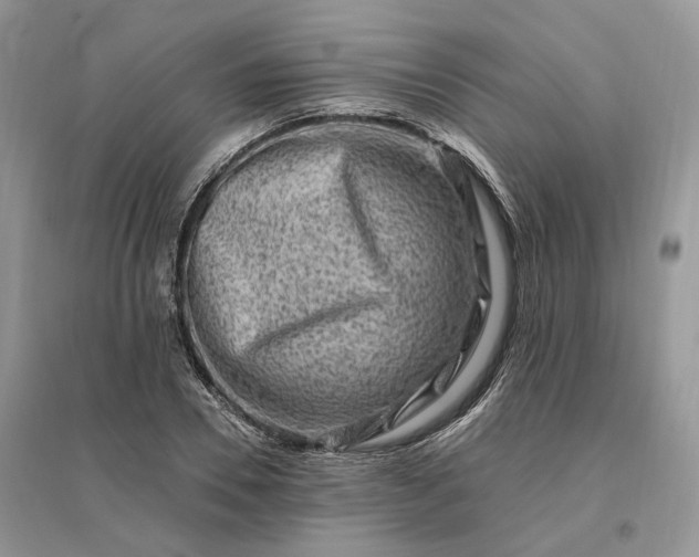 X0000096190930200802011403