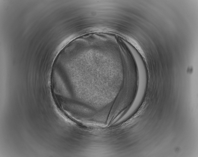 X0000096190946200802011404