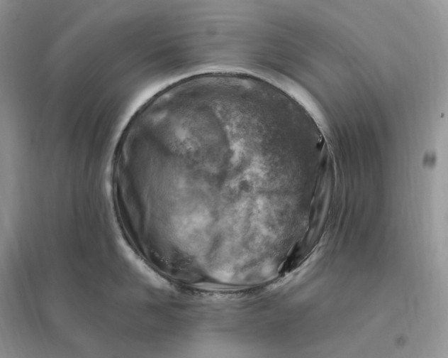 X0000096190958200802011404