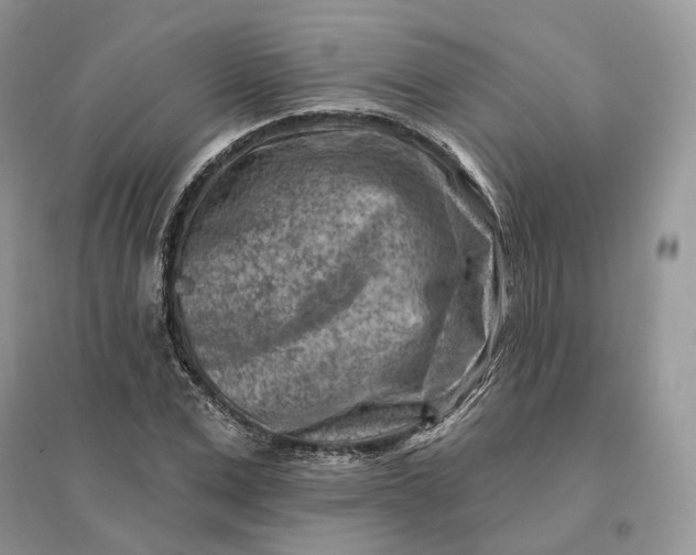 X0000096190975200802011403