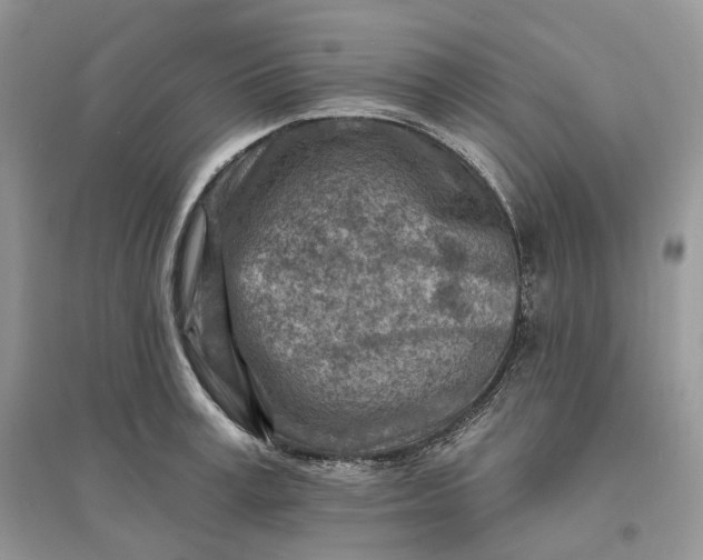 X0000096190995200802011403