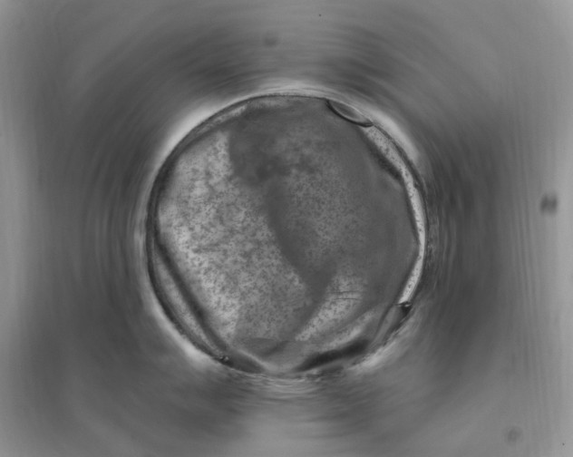 X0000096191007200802011403