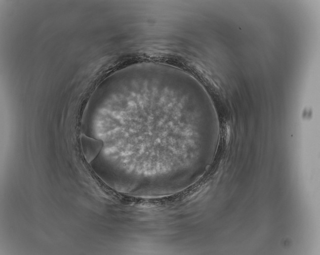 X0000096191009200802011402