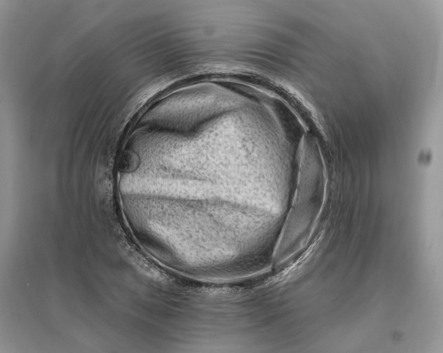 X0000096191025200802011402