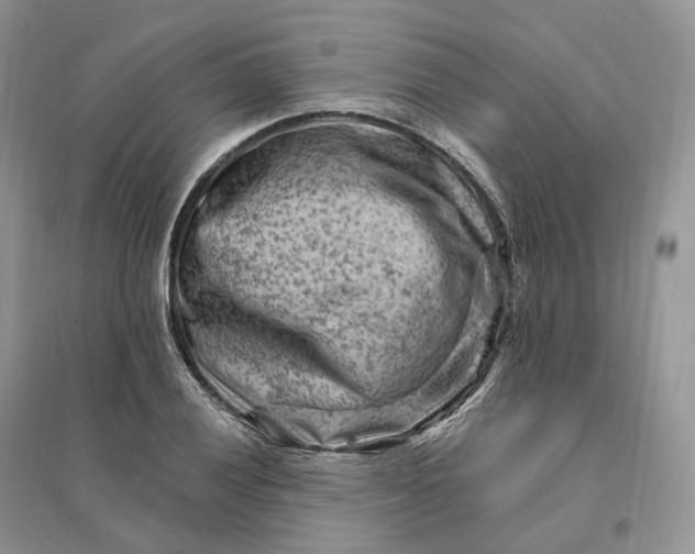 X0000096191028200802011402