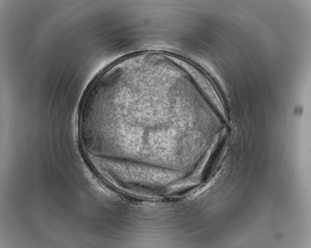 X0000096191032200802011402