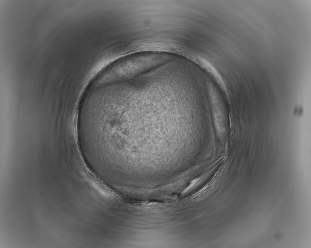 X0000096191035200802011402