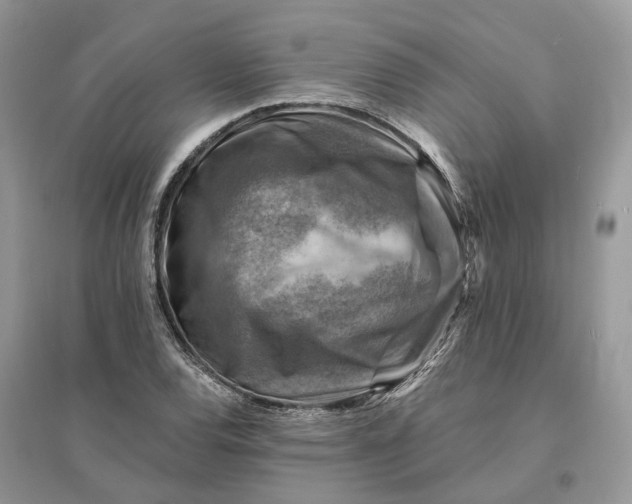 X0000096191120200802011401