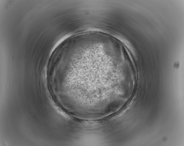 X0000096191198200802011400