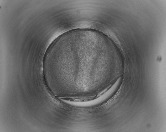 X0000096191226200802011359