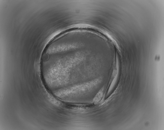 X0000096191229200802011359