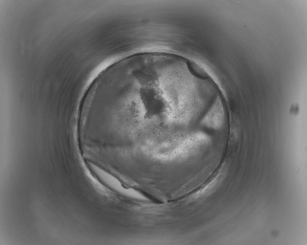 X0000096191245200802011400